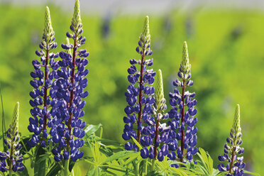 Österreich, Tirol, Kaunertal, Nahaufnahme einer Lupinenblüte - 13170CS-U