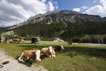 Österreich, Tirol, Hinterautal, Weidende Kühe mit Bergen im Hintergrund - 13156CS-U