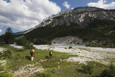 Österreich, Tirol, Hinterautal, Kühe mit Fluss und Bergen im Hintergrund - 13154CS-U