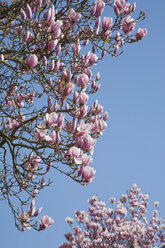 Deutschland, Magnolienblüten gegen den Himmel - WDF00741