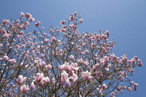 Deutschland, Magnolienblüten gegen den Himmel - WDF00740