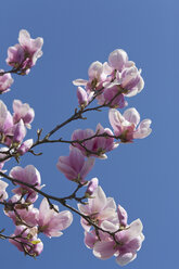 Deutschland, Magnolienblüten gegen den Himmel - WDF00739