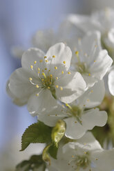 Germany, Bavaria, Close up of cherry blossom - CRF01892