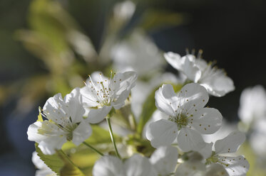 Germany, Bavaria, Close up of cherry blossom - CRF01890