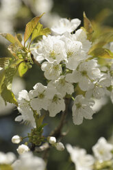 Germany, Bavaria, Close up of cherry blossom - CRF01889