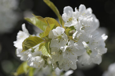 Germany, Bavaria, Close up of cherry blossom - CRF01888