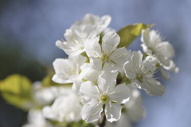 Germany, Bavaria, Close up of cherry blossom - CRF01885