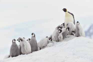 Antarktis, Blick auf Kaiserpinguin in Gruppe - RUEF00460