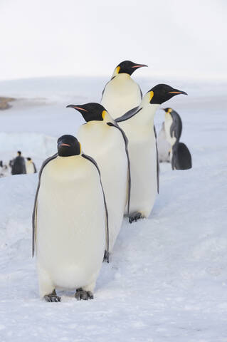 Antarktis, Blick auf einen Kaiserpinguin in einer Reihe, lizenzfreies Stockfoto