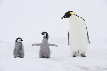 Antarktis, Blick auf Kaiserpinguin mit Küken - RUEF00458