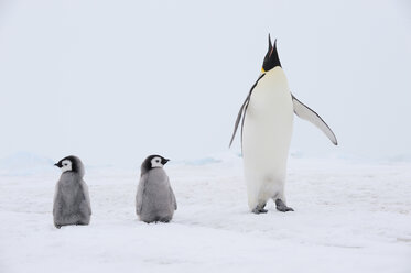 Antarktis, Blick auf Kaiserpinguin mit Küken - RUEF00457