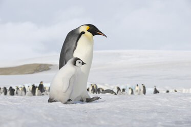 Antarktis, Blick auf Kaiserpinguin mit jungem Pinguin - RUEF00454