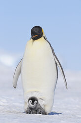 Antarktis, Blick auf Kaiserpinguin mit jungem Pinguin - RUEF00453