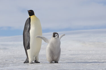 Antarktis, Blick auf Kaiserpinguin mit jungem Pinguin - RUEF00452