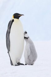 Antarktis, Blick auf Kaiserpinguin mit jungem Pinguin - RUEF00451