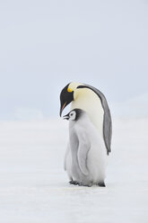Antarktis, Blick auf Kaiserpinguin mit jungem Pinguin - RUEF00449