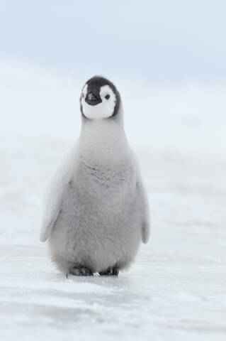 Antarktis, Ansicht eines jungen Kaiserpinguins, lizenzfreies Stockfoto