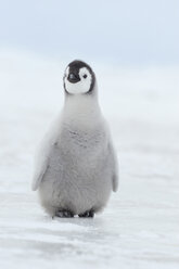 Antarktis, Ansicht eines jungen Kaiserpinguins - RUEF00448