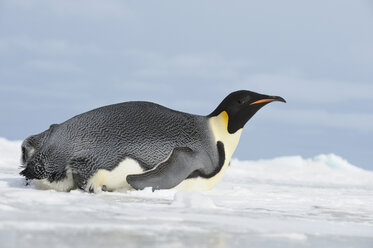 Antarktis, Blick auf Kaiserpinguin - RUEF00447