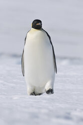 Antarktis, Blick auf einen Kaiserpinguin, der auf Schnee läuft - RUEF00446