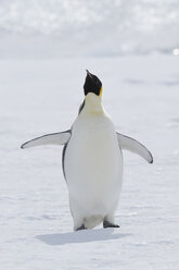 Antarktis, Ansicht eines flügelschlagenden Kaiserpinguins - RUEF00442