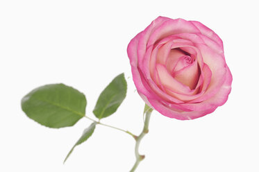 Close up of pink rose against white background - RUEF00429