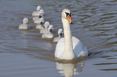 Deutschland, Bayern, Blick auf Schwan und Jungvögel, die im See schwimmen - RUEF00423