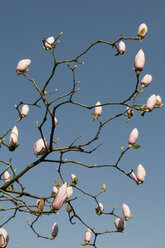 Germany, Stuttgart, Magnolia tree against sky - AWDF00547