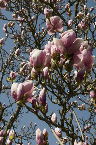 Deutschland, Stuttgart, Magnolienbaum gegen Himmel, lizenzfreies Stockfoto