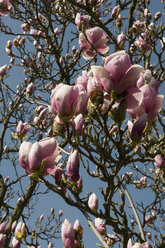 Deutschland, Stuttgart, Magnolienbaum gegen Himmel - AWDF00546