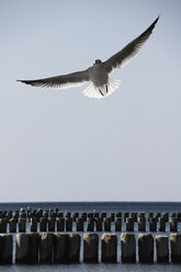 Deutschland, Blick auf eine Möwe, die über die Ostsee fliegt - TLF000502