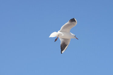 Vereinigte Arabische Emirate, Möwe am Himmel - LFF000211