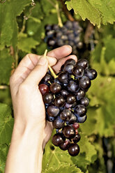 Germany, woman harvesting grapes - LFF000204