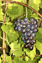 Germany, grapes on vine, close up - LFF000199