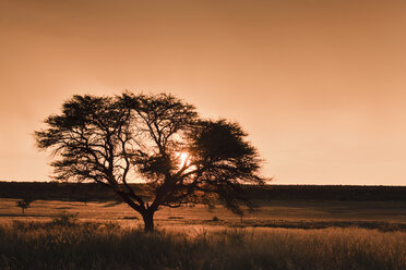 Africa, Botswana, Mabuasehube, View of Acacia tree at sunset - FOF002133