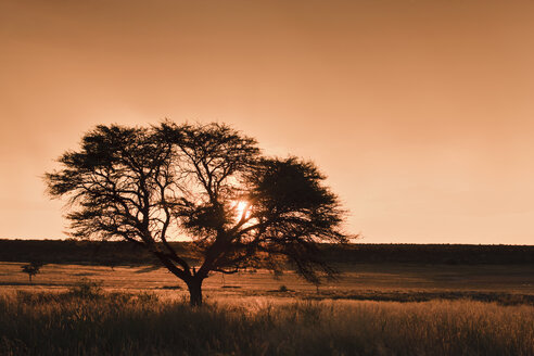 Afrika, Botswana, Mabuasehube, Blick auf Akazienbaum bei Sonnenuntergang - FOF002133