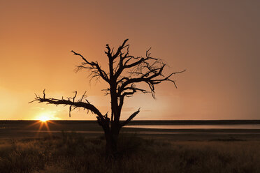 Afrika, Botswana, Mabuasehube, Blick auf Bare tree bei Sonnenuntergang im Kgalagadi Transfrontier Park - FOF002134