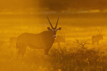 Afrika, Botswana, Mabuasehube, Gruppe von Gemsböcken im Kgalagadi Transfrontier Park bei Sonnenuntergang - FOF002136