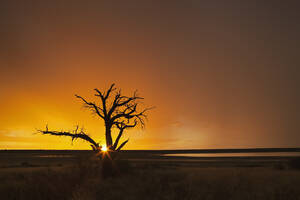 Afrika, Botswana, Mabuasehube, Blick auf Bare tree bei Sonnenuntergang im Kgalagadi Transfrontier Park - FOF002145