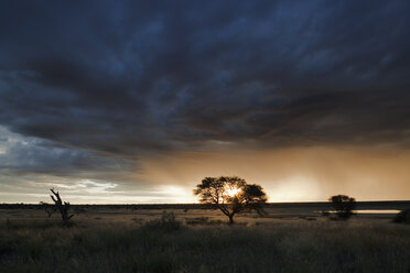 Afrika, Botsuana, Mabuasehube, Blick auf Akazienbaum - FOF002148