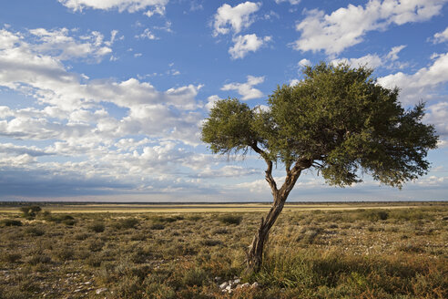 Afrika, Botsuana, Mabuasehube, Blick auf Akazienbaum - FOF002149