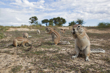 Afrika, Botsuana, Mabuasehube, Afrikanisches Erdhörnchen im Kgalagadi Transfrontier Park - FOF002150