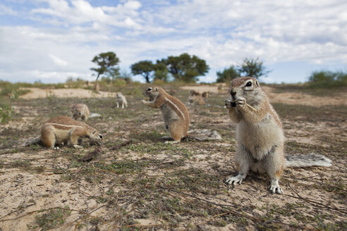 Afrika, Botsuana, Mabuasehube, Afrikanisches Erdhörnchen im Kgalagadi Transfrontier Park - FOF002150