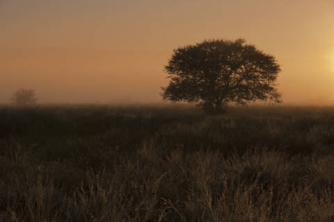 Afrika, Botsuana, Mabuasehube, Blick auf Akazienbaum in der Morgendämmerung, lizenzfreies Stockfoto