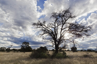 Africa, Botswana, Mabuasehube, View of acacia tree - FOF002153