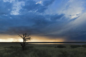 Afrika, Botsuana, Mabuasehube, Blick auf kahlen Baum in der Mabuasehube Pan - FOF002155