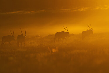 Afrika, Botswana, Mabuasehube, Gruppe von Gemsböcken im Kgalagadi Transfrontier Park bei Sonnenuntergang - FOF002156
