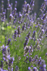 Italy, South Tyrol, Vinschgau, View of lavender flowers - KSWF000589