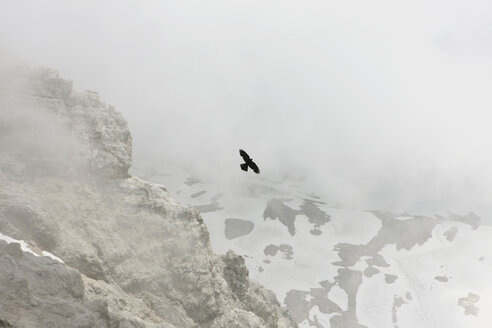 Deutschland, Zugspitze, Blick auf eine Krähe, die über ein Gebirge fliegt - KSWF000587