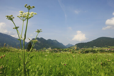 Deutschland, Allgäu, Pfronten, Ländliche Szene mit Berg im Hintergrund - KSWF000583